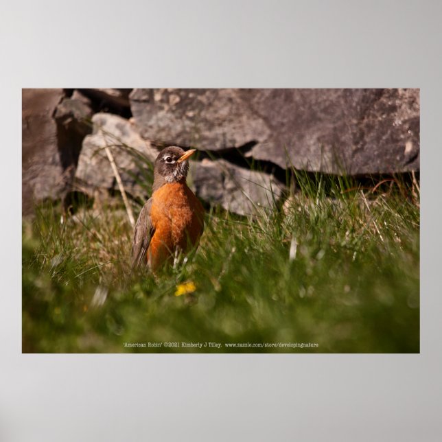 American Robin Poster (Framsidan)