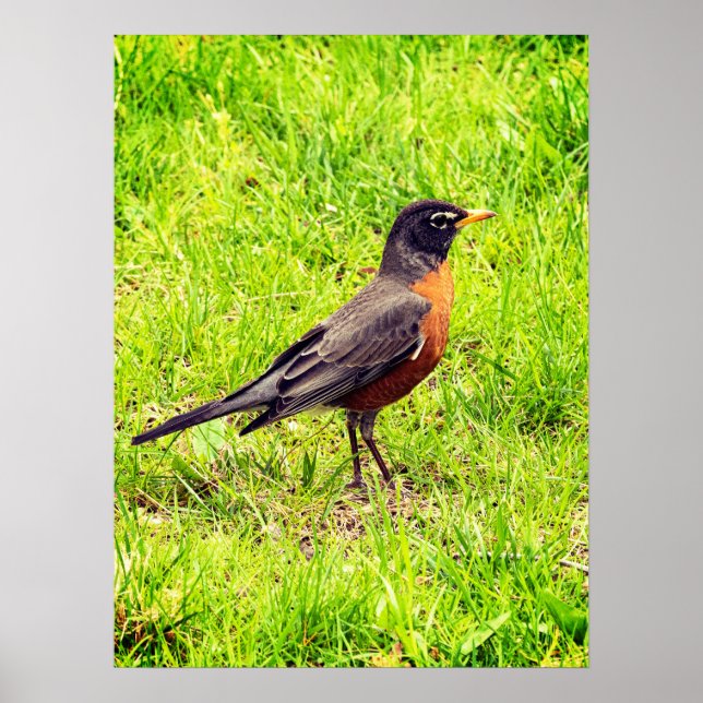 American Robin Poster (Framsidan)
