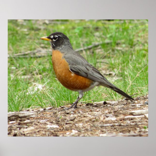 American Robin Poster (Framsidan)