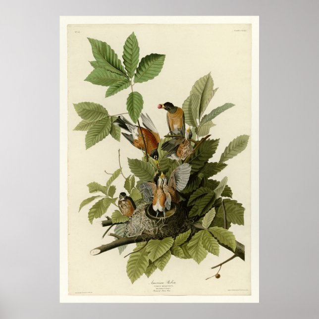 American Robin Poster (Framsidan)