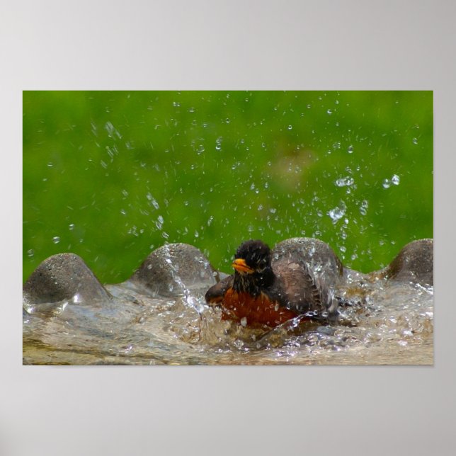 American Robin Print Poster (Framsidan)