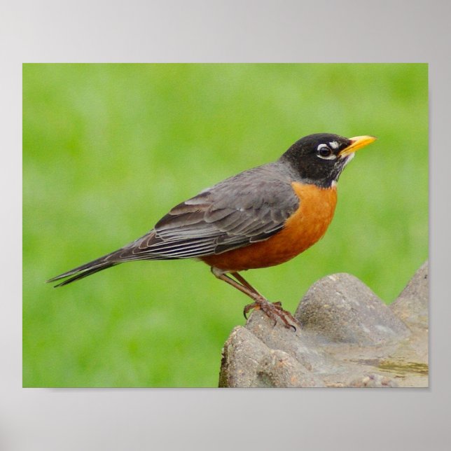 American Robin Print Poster (Framsidan)