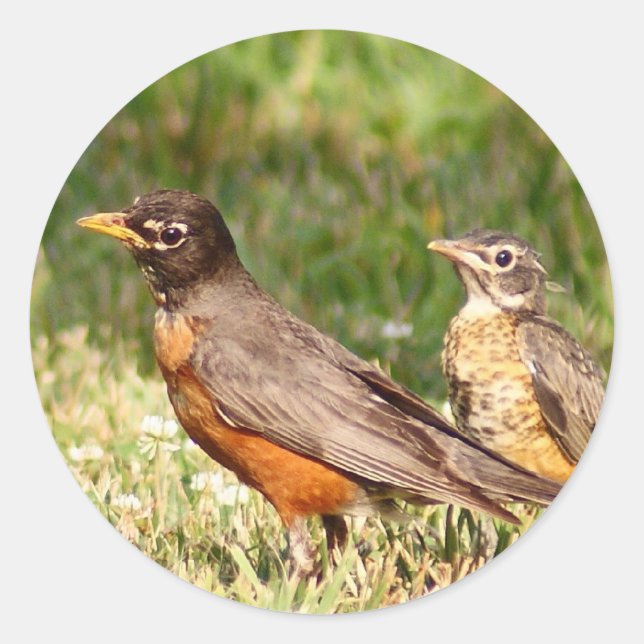 American Robin Runt Klistermärke (Framsida)