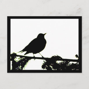 American Robin Silhouette-vykort Vykort