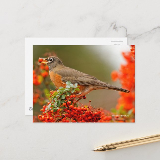 American Robin Songbird med Red Berry Vykort (Fram/Back In Situ)