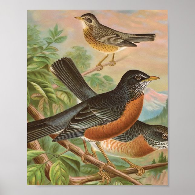 American Robin Vintage Bird Illustration Poster (Framsidan)