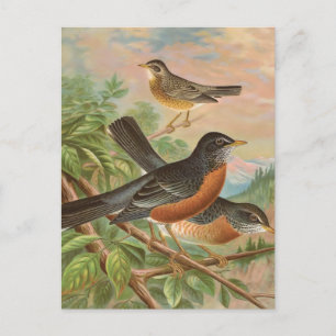 American Robin Vintage Bird Illustration Vykort