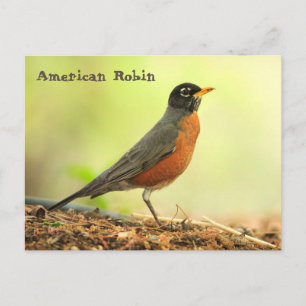 American Robin Vykort