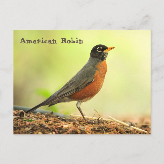 American Robin Vykort (Framsida)