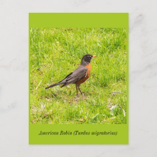 American Robin Vykort