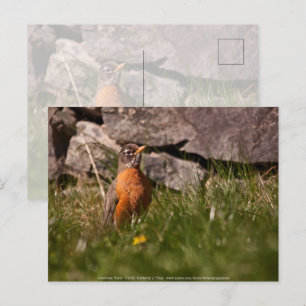 American Robin Vykort