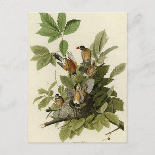 American Robin Vykort
