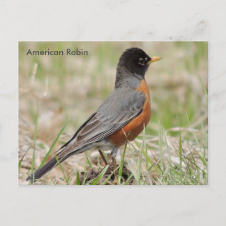 American Robin Vykort