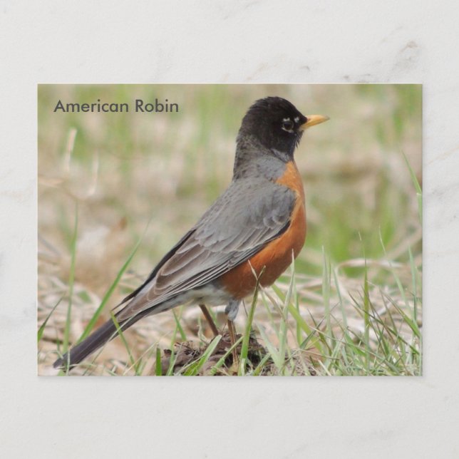American Robin Vykort (Framsida)