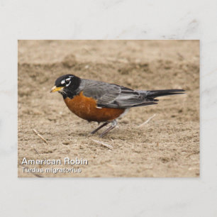 American Robin Vykort