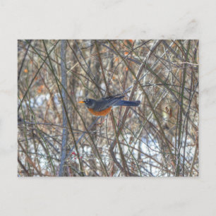 American Robin Vykort