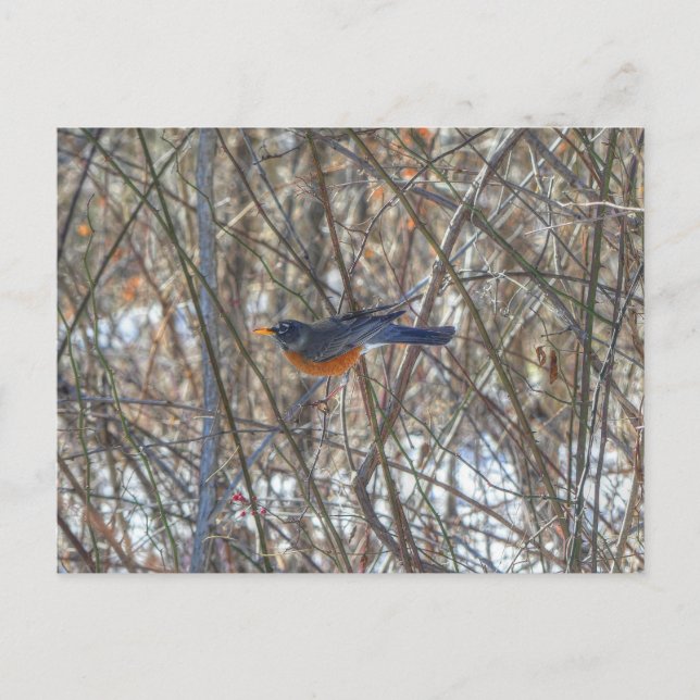 American Robin Vykort (Framsida)