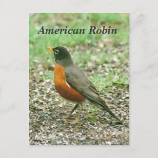 American Robin Vykort