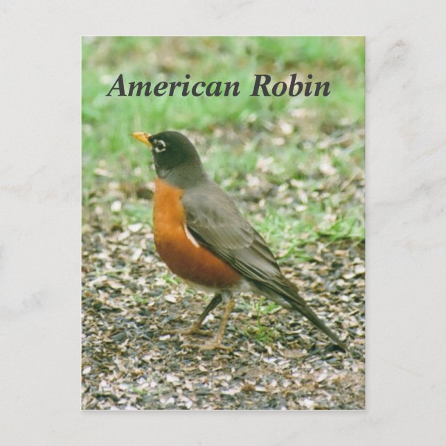 American Robin Vykort (Framsida)