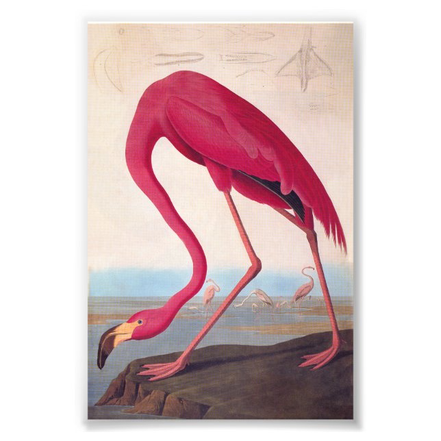 American Rosa Flamingo Audubon Vintage Bookplate Fototryck (Framsidan)