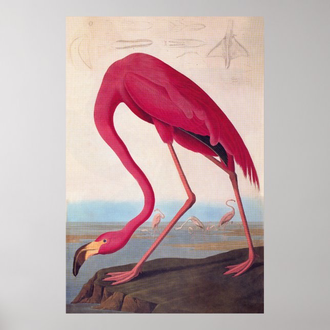 American Rosa Flamingo Audubon Vintage Bookplate Poster (Framsidan)