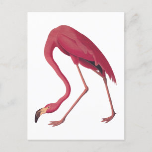 American Rosa Flamingo Vintage Art Vykort