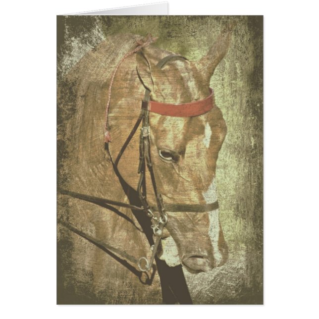 American Saddleborn Hälsningskort (Framsidan)