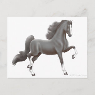 American Saddleborn Horse Postcard Vykort