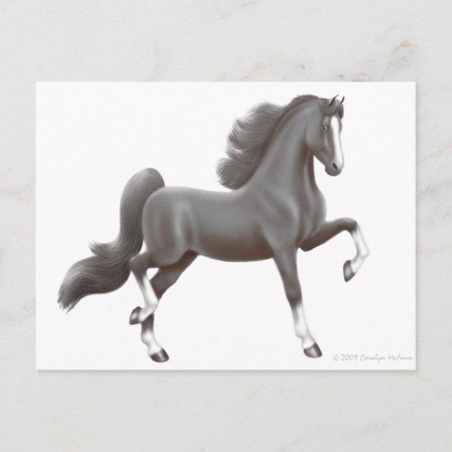 American Saddleborn Horse Postcard Vykort (Framsida)