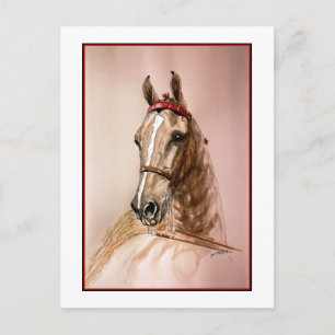 American Saddleborn Horse Vykort