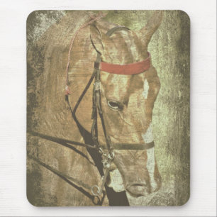 American Saddleborn Musmatta