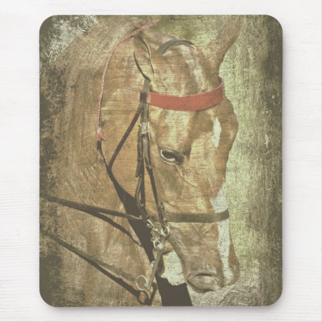 American Saddleborn Musmatta (Framsidan)
