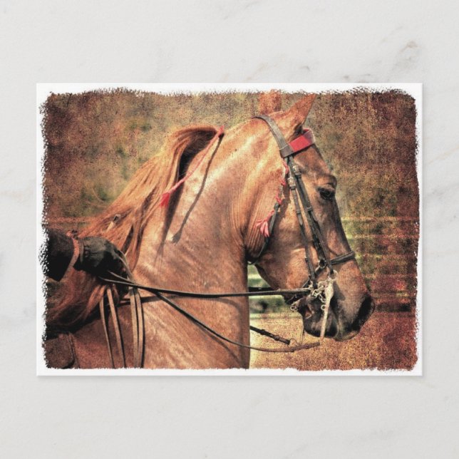 American Saddleborn Vykort (Framsida)