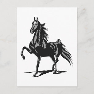 American Saddleborn Vykort
