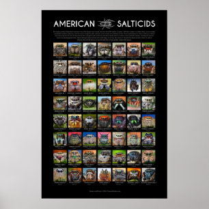 "American Salticids" Poster Jumping Spider Ansikte