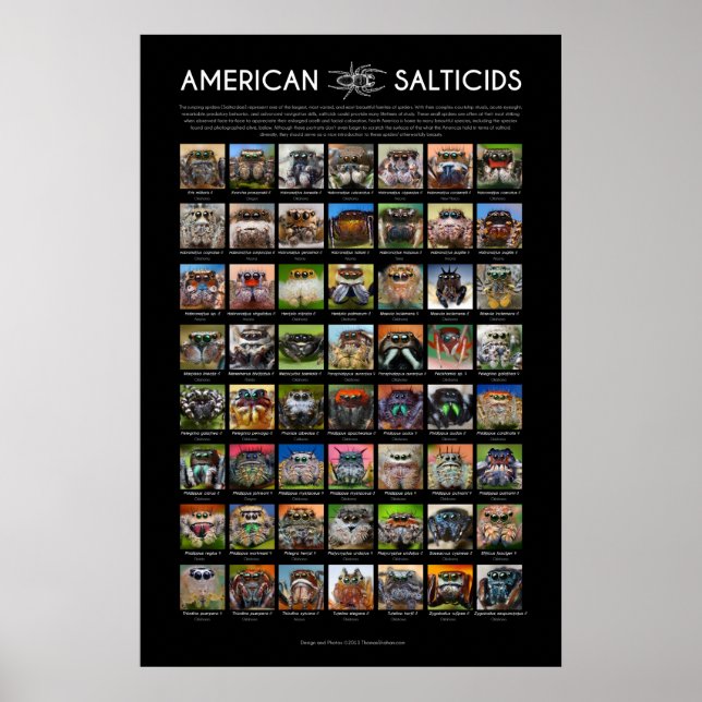 "American Salticids" Poster Jumping Spider Ansikte (Framsidan)