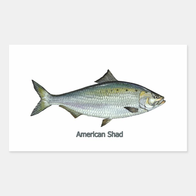 American Shad Rektangulärt Klistermärke (Framsida)