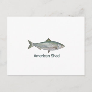 American Shad (titled) Vykort