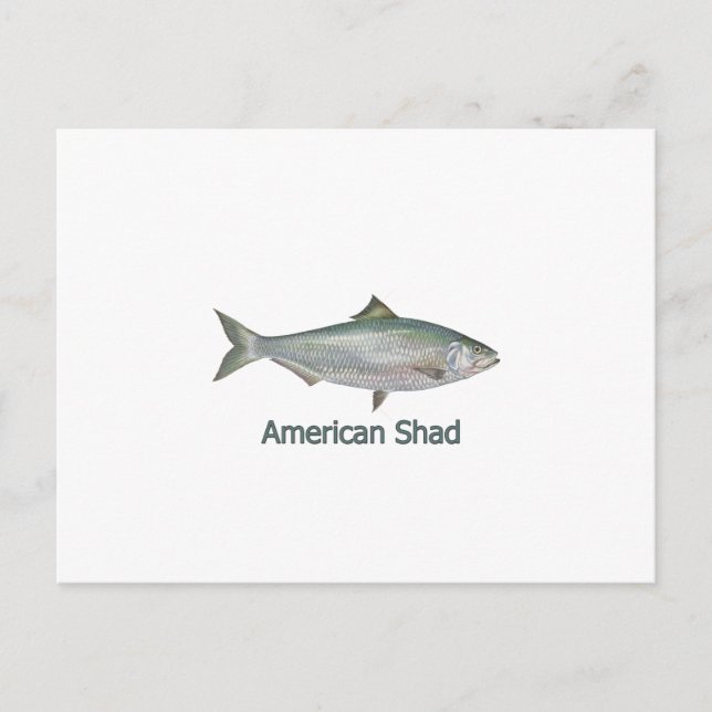 American Shad (titled) Vykort (Framsida)