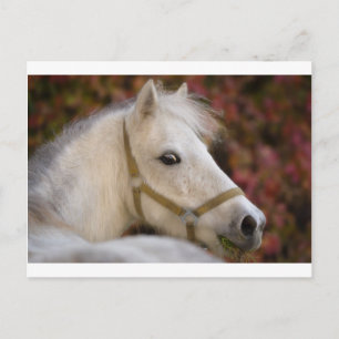American Shetland Vykort