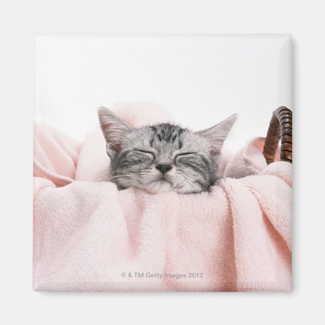 American Shorthair 10 Magnet (Framsidan)
