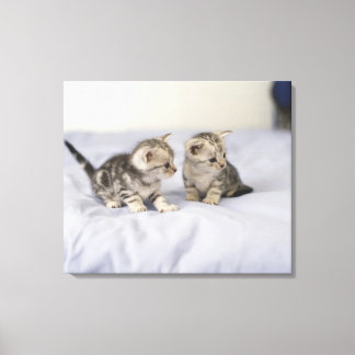American Shorthair 17 Canvastryck