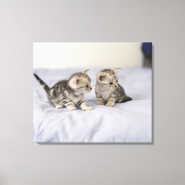 American Shorthair 17 Canvastryck (Framsida)