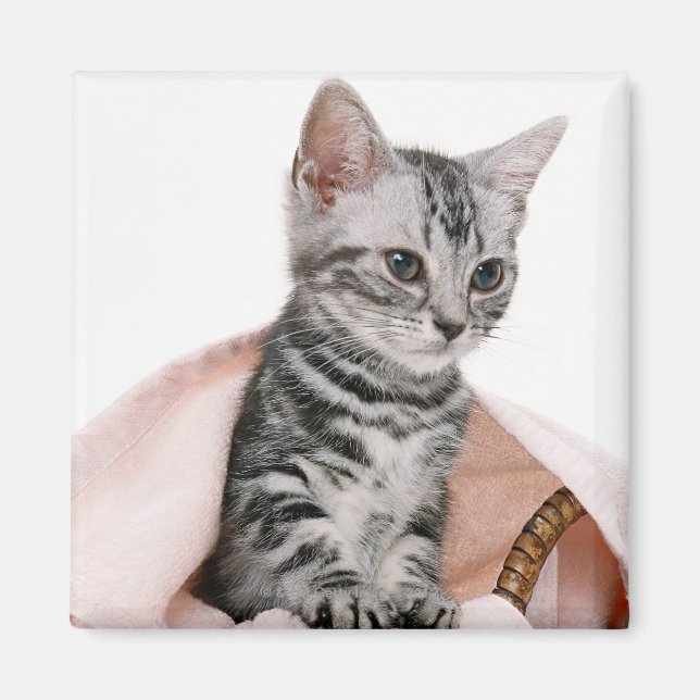 American Shorthair 2 Magnet (Framsidan)
