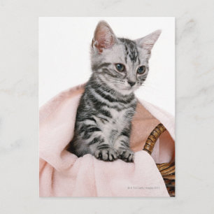 American Shorthair 2 Vykort