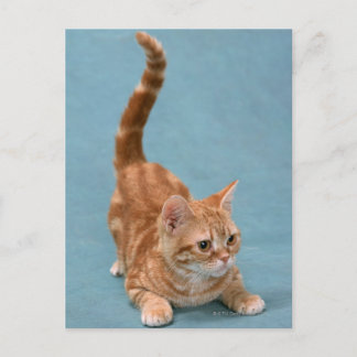 American Shorthair 3 Vykort