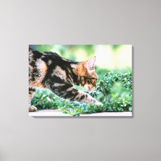 American Shorthair 6 Canvastryck