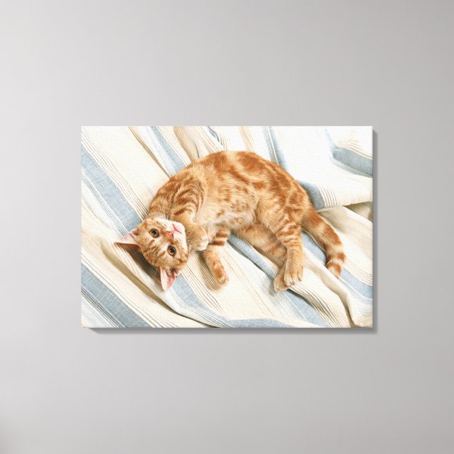 American Shorthair 7 Canvastryck (Framsida)