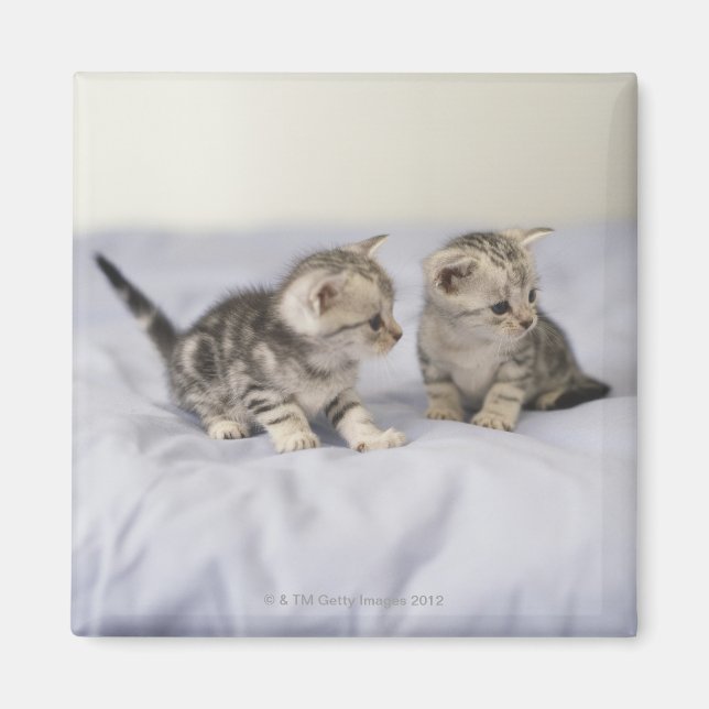 American Shorthair 7 Magnet (Framsidan)