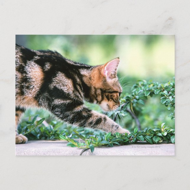 American Shorthair 7 Vykort (Framsida)